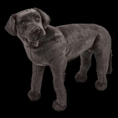 Catel labrador negru gigant din plus