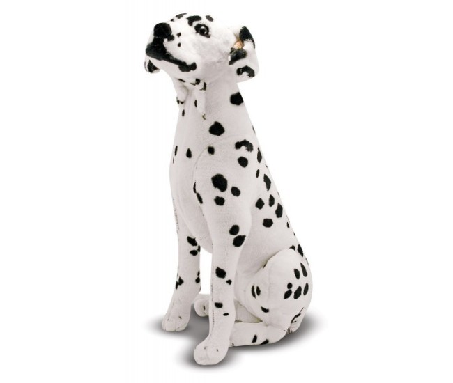 Catel dalmatian din plus Catel dalmatian din plus