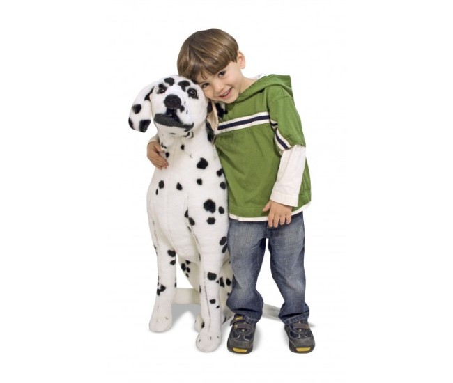 Catel dalmatian din plus Catel dalmatian din plus