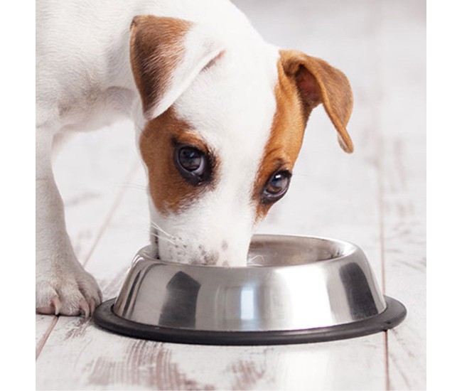 Castron Metalic pentru hranire animale de companie - 15cm