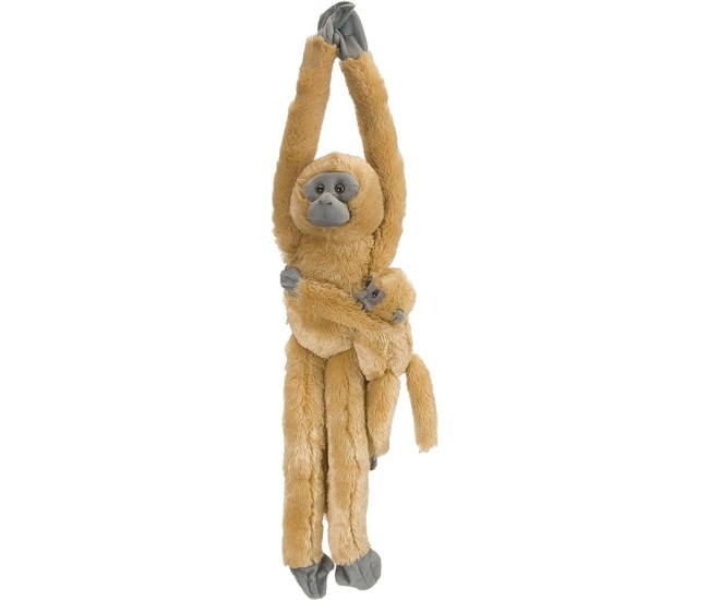 Maimuta care se agata Langur cu pui Maimuta care se agata Langur cu pui