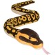 Sarpe Ball Python Sarpe Ball Python