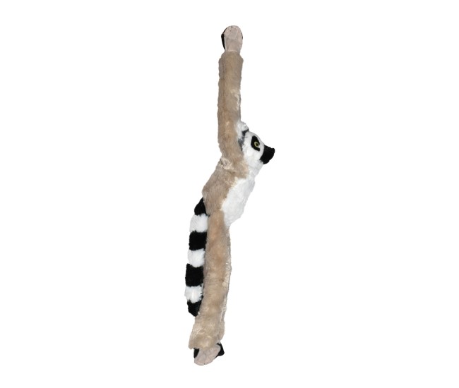 Maimuta care se agata Lemur Maimuta care se agata Lemur