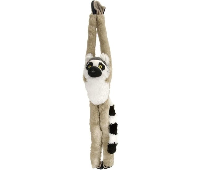 Maimuta care se agata Lemur Maimuta care se agata Lemur