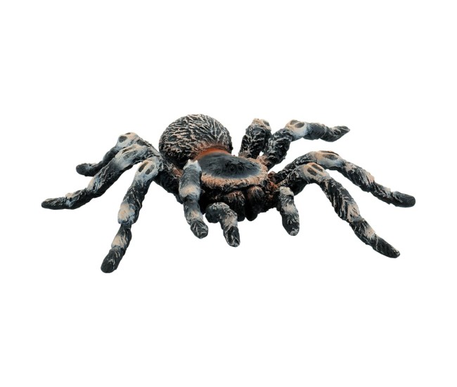 Tarantula White Knee Tarantula White Knee