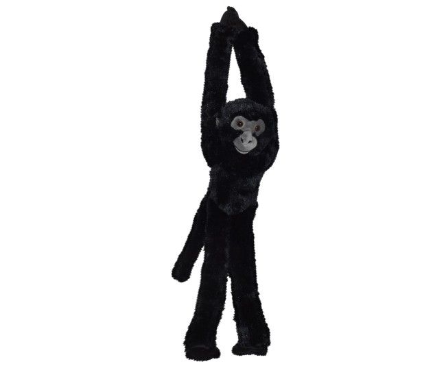 Maimuta care se agata Neagra Maimuta care se agata Neagra