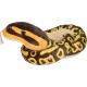 Sarpe Ball Python Sarpe Ball Python