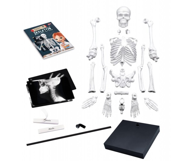 Macheta Schelet Corpul Uman 85 cm