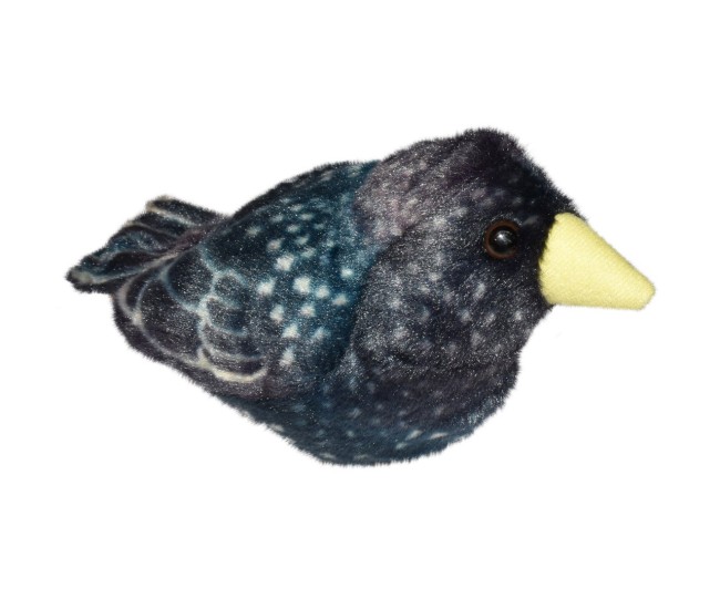 Pasare cu sunet Graur - STARLING Pasare cu sunet Graur - STARLING