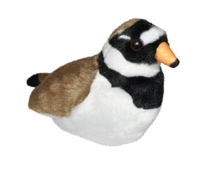 Pasare cu sunet Prundaras Gulerat Mic - RINGED PLOVER