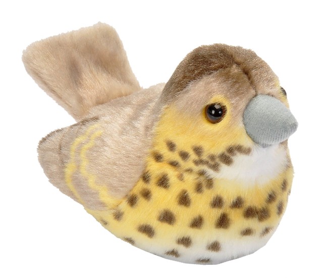 Pasare cu sunet Sturz cantator - SONG THRUSH Pasare cu sunet Sturz cantator - SONG THRUSH