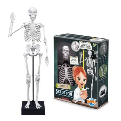 Schelet Gigant 45 cm - Anatomie pentru copii