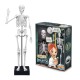 Schelet Gigant 45 cm - Anatomie pentru copii Schelet Gigant 45 cm - Anatomie pentru copii