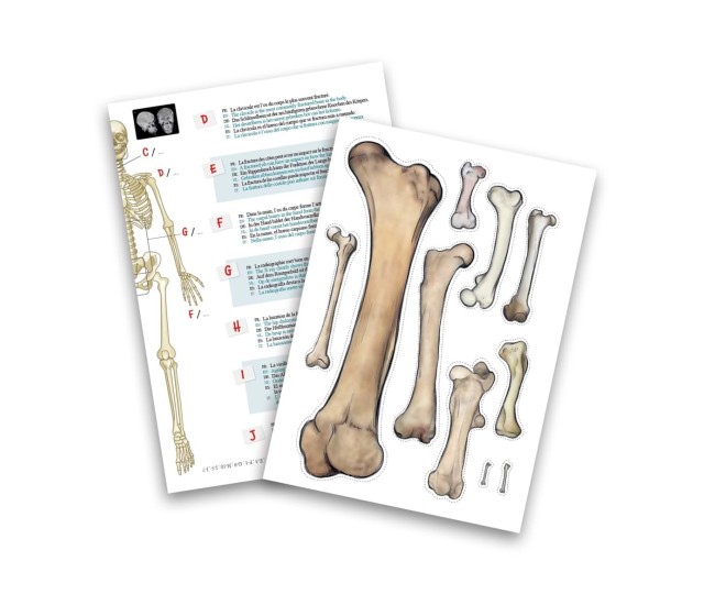 Schelet Gigant 45 cm - Anatomie pentru copii Schelet Gigant 45 cm - Anatomie pentru copii