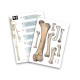 Schelet Gigant 45 cm - Anatomie pentru copii Schelet Gigant 45 cm - Anatomie pentru copii