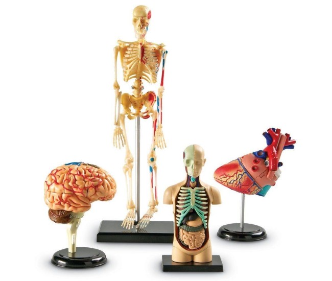 Set machete - Anatomie Set machete - Anatomie