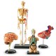 Set machete - Anatomie Set machete - Anatomie