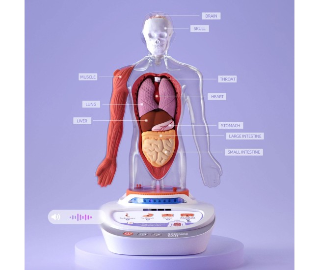 Descopera corpul uman - Enciclopedie Interactiva STEAM Descopera corpul uman - Enciclopedie Interactiva STEAM