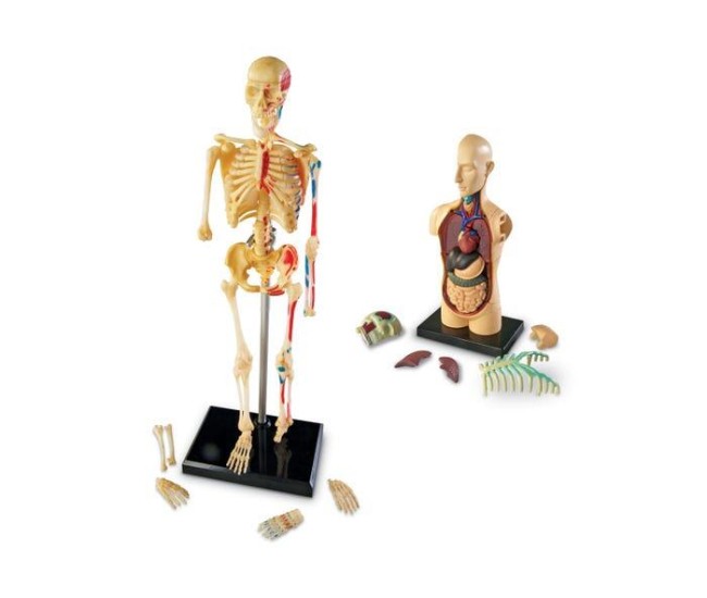 Set machete - Anatomie Set machete - Anatomie