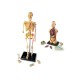 Set machete - Anatomie Set machete - Anatomie