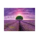 Puzzle Camp cu lavanda, 2000 piese - DINO TOYS Puzzle Camp cu lavanda, 2000 piese - DINO TOYS