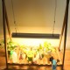 Lampa dubla pentru cresterea plantelor Flippy, 50 cm, T5, tehnologie LED, nu afecteaza plantele, potrivit pentru intregul ciclu de crestere, lumina alb calda Lampa dubla pentru cresterea plantelor Flippy, 50 cm, T5, tehnologie LED, nu afecteaza plantele, potrivit pentru intregul ciclu de crestere, lumina alb calda