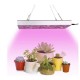 Lampa LED 15W Flippy, pentru cresterea plantelor in interior, material ABS, cu agatatoare, 25 x 25 cm, multicolor Lampa LED 15W Flippy, pentru cresterea plantelor in interior, material ABS, cu agatatoare, 25 x 25 cm, multicolor
