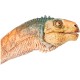 Papo figurina dinozaur chilesaurus