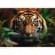 Puzzle trefl 1000 tigru salbatic Puzzle trefl 1000 tigru salbatic