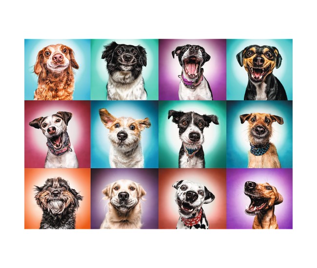Puzzle trefl 2000 catelusii amuzanti Puzzle trefl 2000 catelusii amuzanti