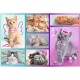 Puzzle trefl 60 pisicute dragute Puzzle trefl 60 pisicute dragute