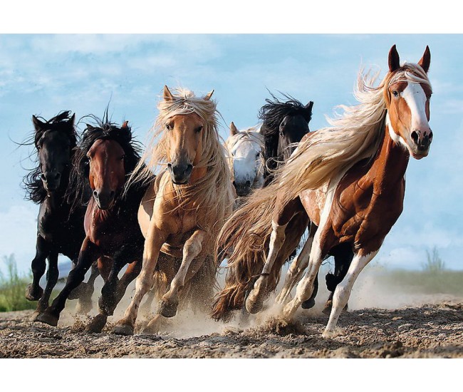Puzzle trefl 1000 cai la galop Puzzle trefl 1000 cai la galop