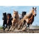 Puzzle trefl 1000 cai la galop Puzzle trefl 1000 cai la galop