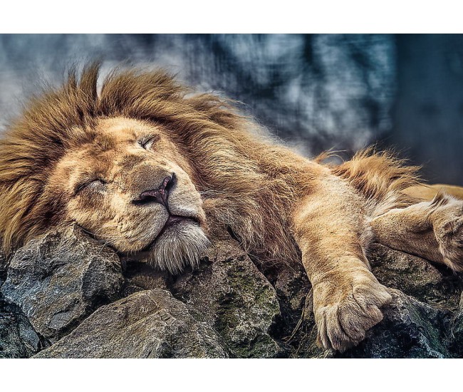 Puzzle trefl 1000 leu dormind Puzzle trefl 1000 leu dormind