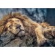 Puzzle trefl 1000 leu dormind Puzzle trefl 1000 leu dormind