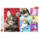 Puzzle trefl 1000 pisicute fericite Puzzle trefl 1000 pisicute fericite