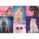 Puzzle trefl 1000 super pisici neon Puzzle trefl 1000 super pisici neon