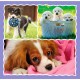 Puzzle trefl 3in1 catelusii adorabili Puzzle trefl 3in1 catelusii adorabili