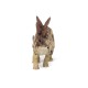 Papo figurina dinozaur stegosaurus Papo figurina dinozaur stegosaurus
