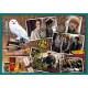 Puzzle trefl 10in1 harry potter in lumea lui harry potter Puzzle trefl 10in1 harry potter in lumea lui harry potter