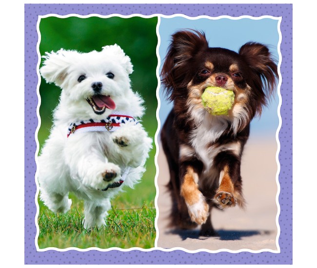 Puzzle trefl 3in1 catelusii adorabili Puzzle trefl 3in1 catelusii adorabili