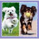 Puzzle trefl 3in1 catelusii adorabili Puzzle trefl 3in1 catelusii adorabili