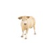 Papo figurina vaca blonda de aquitania Papo figurina vaca blonda de aquitania