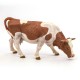 Papo figurina vaca simmental pascand Papo figurina vaca simmental pascand