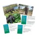 Joc interactiv lumea animalelor in limba romana Joc interactiv lumea animalelor in limba romana