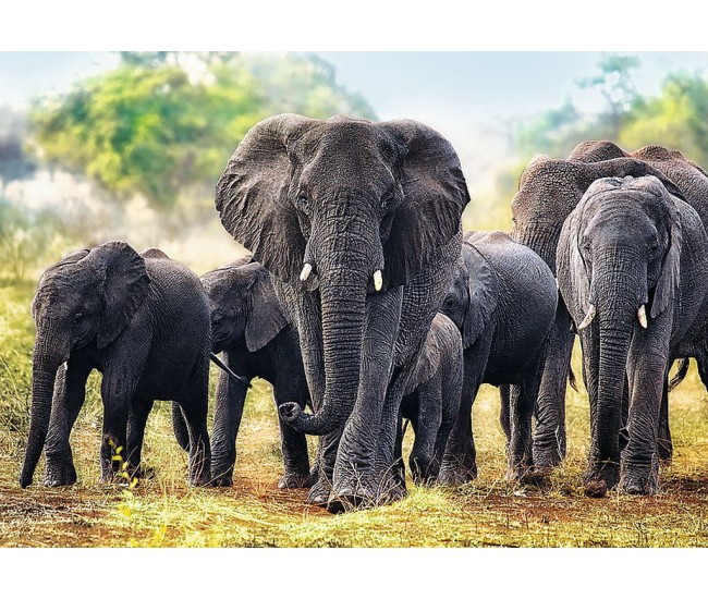 Puzzle trefl 1000 elefanti africani Puzzle trefl 1000 elefanti africani