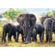 Puzzle trefl 1000 elefanti africani Puzzle trefl 1000 elefanti africani